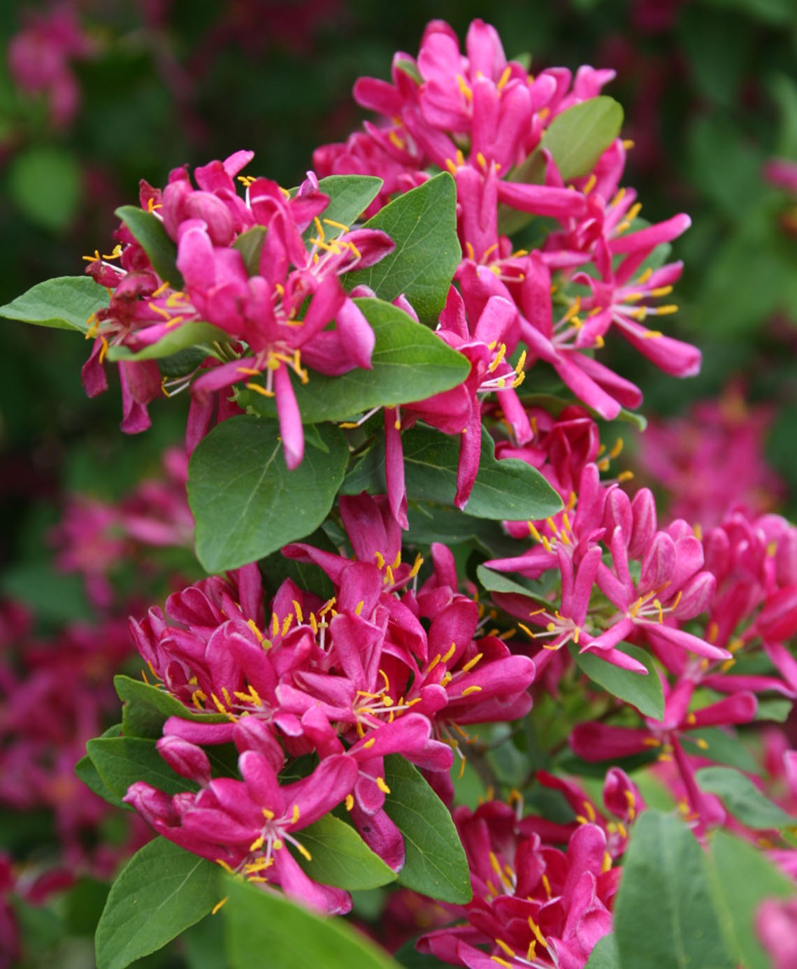 Lonicera tatarica 'Arnold Red'